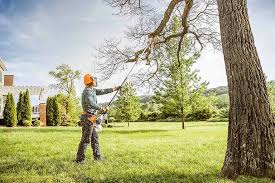 Best Tree Removal  in Spencer, IA