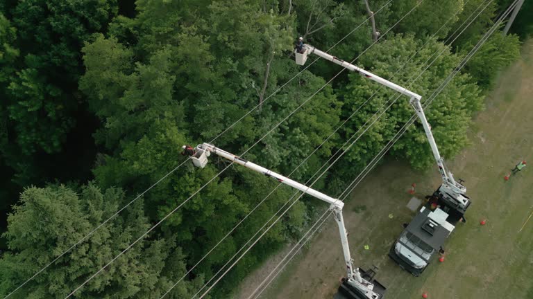 Professional  Tree Services in Spencer, IA